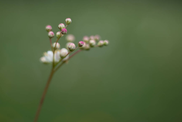 Virág bimbó csírázás elmosódott közeli - Fotó, kép
