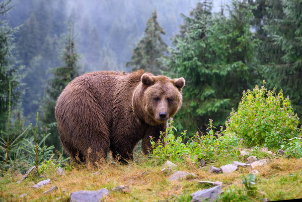 Wild adult Brown Bear (Ursus Arctos) in the mountain summer forest - Photo, Image