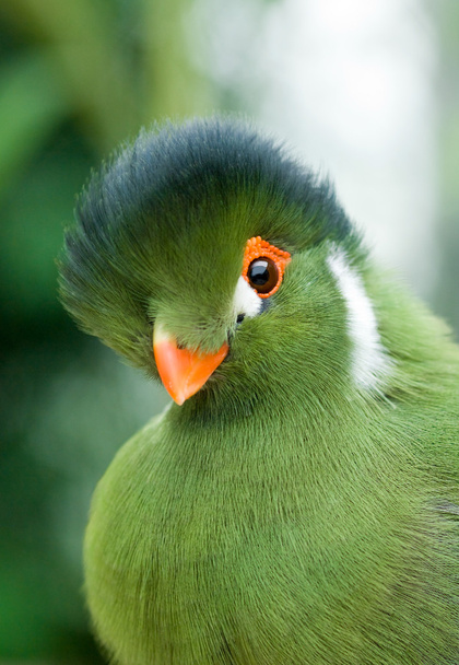 egzotyczny ptak zielony - Zdjęcie, obraz