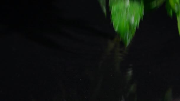 Мята падает в воду на черном фоне - Кадры, видео