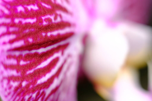 abstract colorful floral background close up view  - Foto, Bild