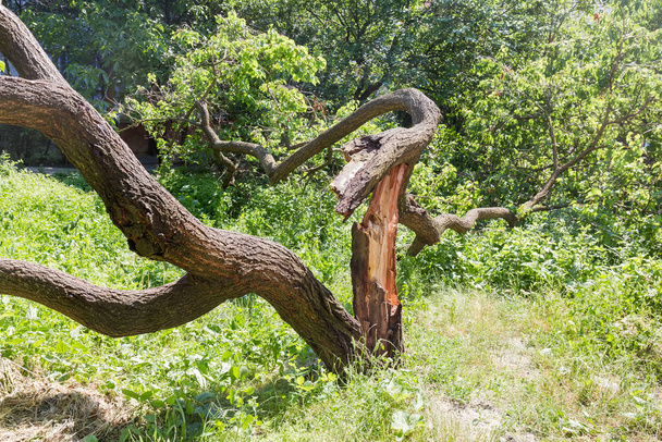 Twisted knotted trunk of the broken fallen old apricot tree splitted after storm - Photo, Image