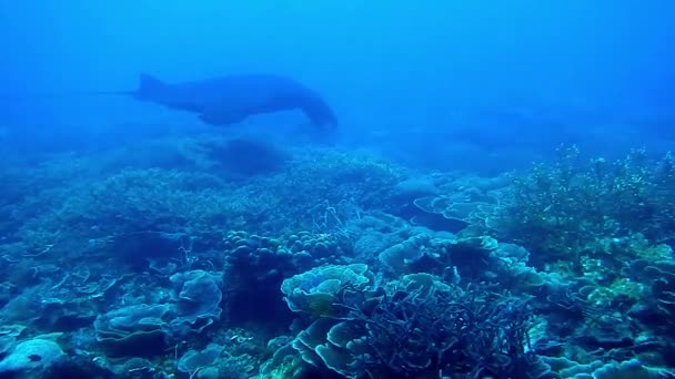 raie manta nageant au-dessus du récif corallien - Séquence, vidéo