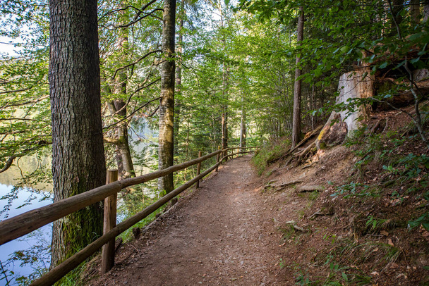 walking path in the woods near the lake. Camping. Synevir Carpathians. - 写真・画像