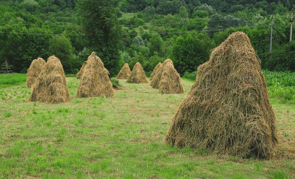 hooibergen op houten constructies om uit te drogen en rotting te voorkomen op een boerderij in Curtea de Arges, Roemenië. - Foto, afbeelding