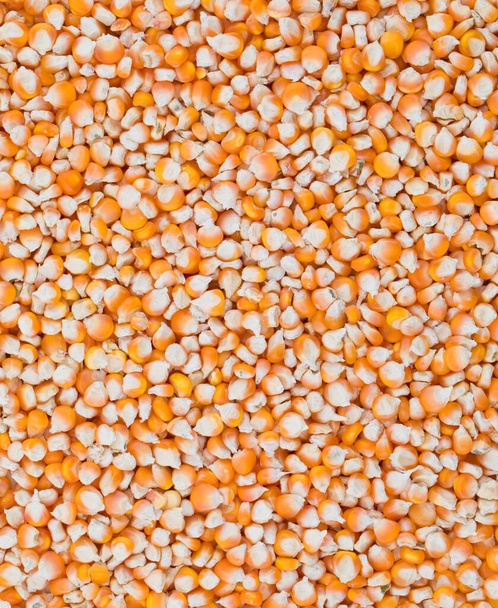 Sağlıklı kurutulmuş mısır tohumları Makki, mısır tohumu veya mısır fasulyesi olarak da bilinir. - Fotoğraf, Görsel