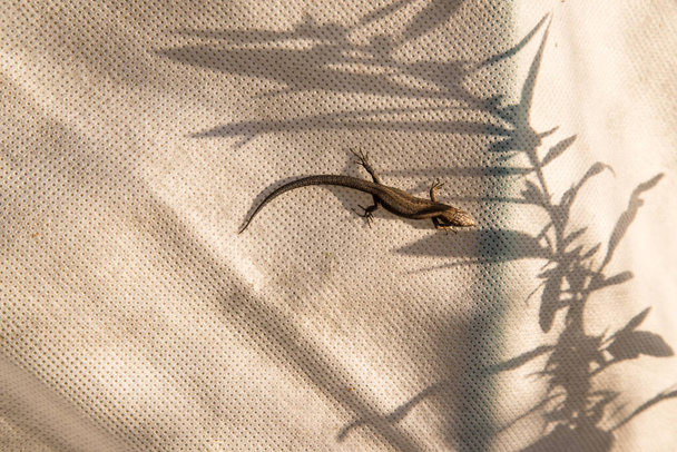 El lagarto se sienta sobre un fondo de tela con sombras de plantas. Orientación horizontal - Foto, Imagen