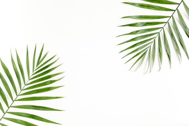 Tropical green palm leaf on white background. flat lay, top view - Valokuva, kuva