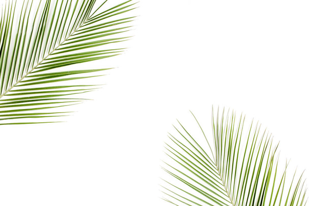 Tropical green palm leaf on white background. flat lay, top view - Foto, Imagen