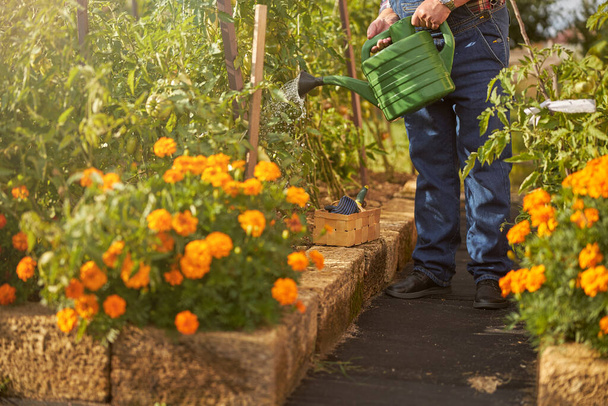 Усердный садовник поливает растения в своем саду - Фото, изображение