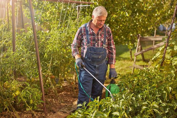 Senior man met een spuittank die zijn planten verzorgt - Foto, afbeelding