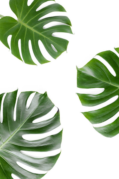 Tropical leaves Monstera on white background. Flat lay, top view - Foto, immagini