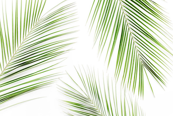 Beyaz arka planda tropik yeşil palmiye yaprağı. düz yatış, üst görünüm - Fotoğraf, Görsel