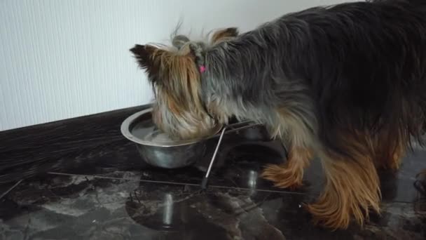 Yorkshire Terrier beve acqua da una ciotola - Filmati, video