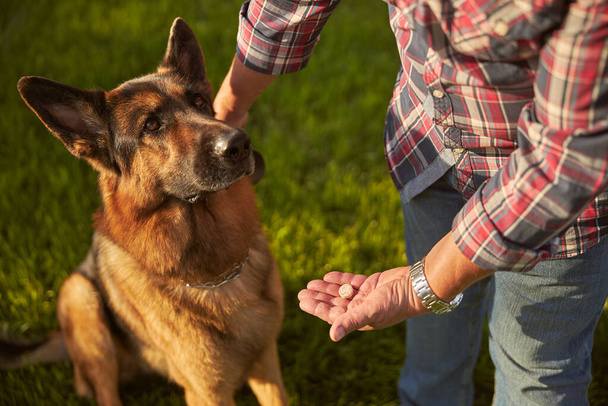 Hondeneigenaar met een pil en zijn Duitse herder bij de halsband - Foto, afbeelding