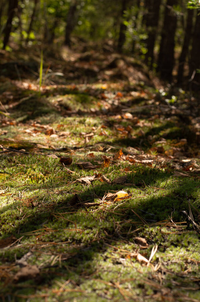 Молодой смешанный лес ранней осенью в солнечный день. Лес. - Фото, изображение