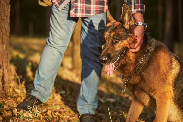 Energetic german shepherd getitng his ears rubbed by his owner - Photo, Image