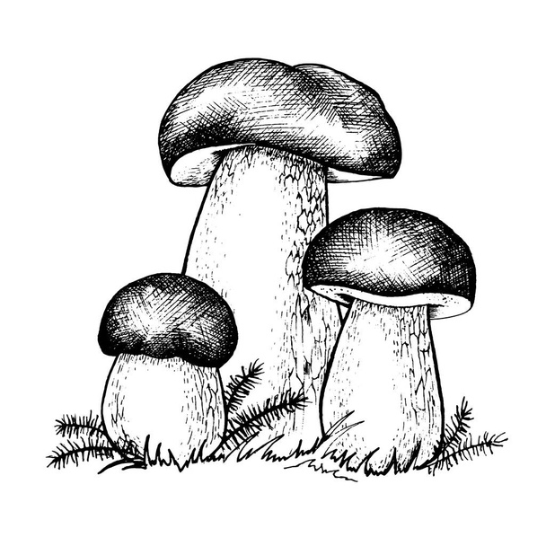 Векторний малюнок грибів болету
 - Вектор, зображення