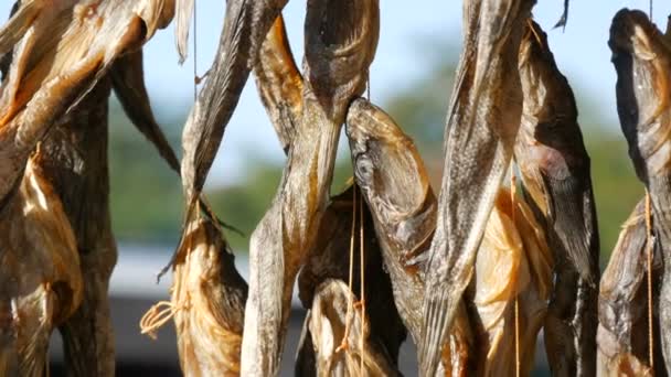 Getrocknete Fische Gobiidae hängen und trocknen an einem Seil auf einem Straßenmarkt Nahaufnahme - Filmmaterial, Video