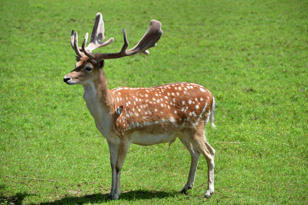 Huge Antlered Deer - Photo, Image