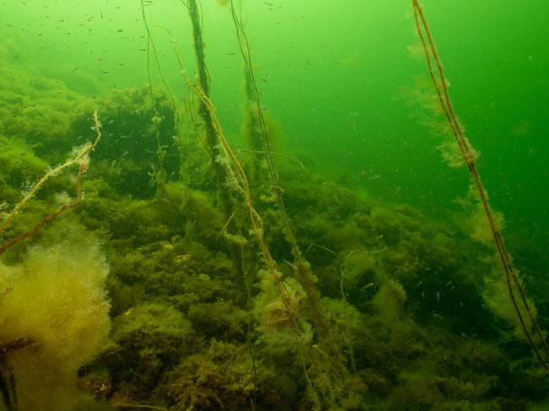南マルメ・スウェーデンからの健全な海。たくさんの小魚。海藻と緑の冷たい水 - 写真・画像