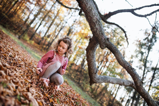 Small girl in autumn forest, collecting conkers. - Foto, Imagem
