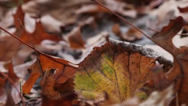 Een kleine spin kruipt op een blad, focus bewegende trog oranje herfstbladeren op de grond - Video