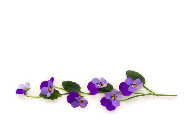 Bouquet di bellissimi fiori viola tricolore su sfondo bianco con spazio per il testo. Vista dall'alto, piatta - Foto, immagini