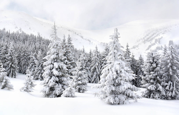 Zimowy krajobraz gór w lesie jodłowym i polana w śniegu. Karpaty - Zdjęcie, obraz