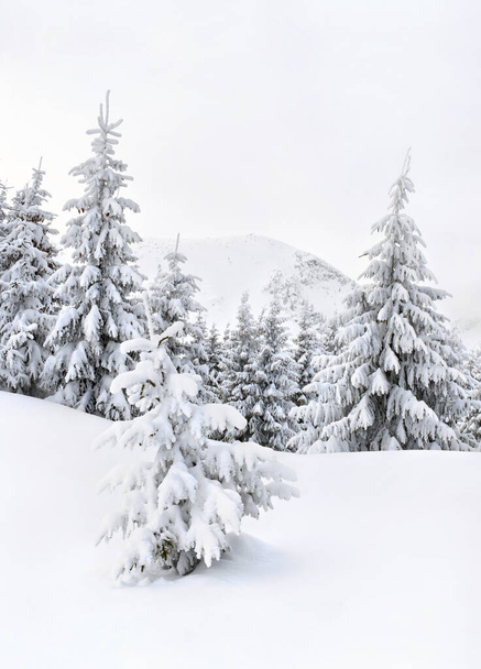 Zimowy krajobraz gór w lesie jodłowym i polana w śniegu. - Zdjęcie, obraz