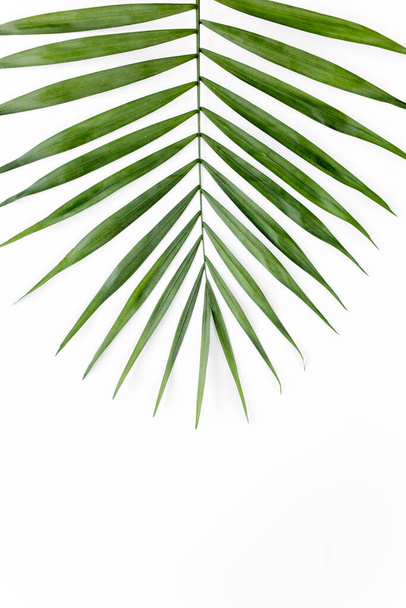 Тропический зеленый лист пальмы на белом фоне. плоский, вид сверху - Фото, изображение