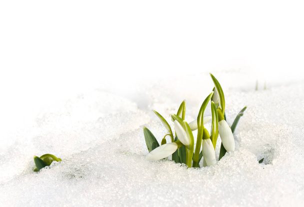 Tavaszi virágok fehér hóvirág (Galanthus nivalis) hóban az erdőben, fehér alapon, szöveges szöveggel - Fotó, kép