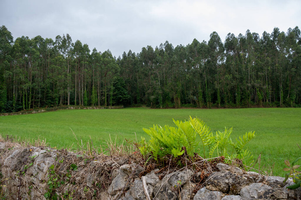 Деревенский пейзаж с каменной стеной и эвкалиптовым лесом на заднем плане, в Кантабрии, Испания, горизонтальный - Фото, изображение