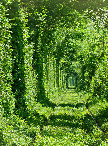 Железная дорога в лесу образовала зеленый туннель. Тоннель любви в солнечном свете в Украине, Клеван - Фото, изображение