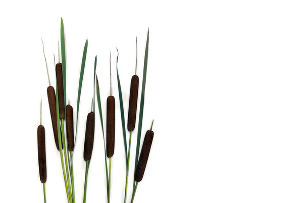 Espigas y hojas florecientes bulrush (Typha, o reedmace, cattail, punks, o hierba de perro de maíz, cumbungi) sobre un fondo blanco con espacio para el texto. Vista superior, plano - Foto, imagen