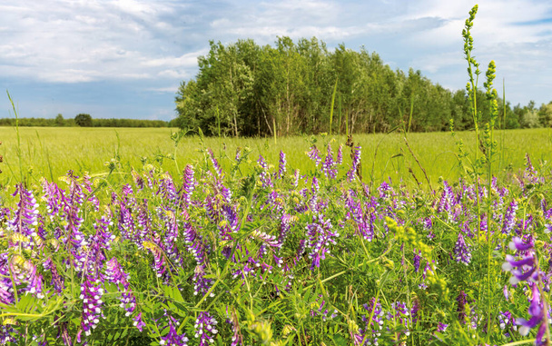 Mukava kesämaisema luonnonvaraisia kukkia niitty un aurinkoinen dat - Valokuva, kuva