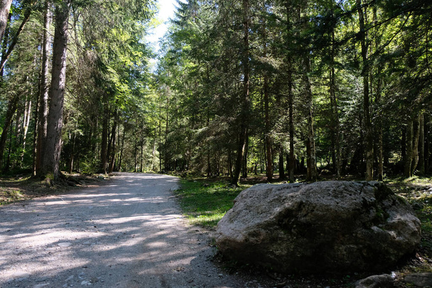 Erdő a francia Alpokban Morzine-ban - Fotó, kép