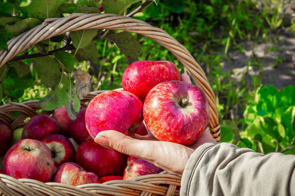 La mano della ragazza tiene tre mele nel giardino estivo durante il raccolto. Sullo sfondo c'è un cesto di vimini pieno di mele raccolte. Raccolta di succose mele rosse nel frutteto. - Foto, immagini