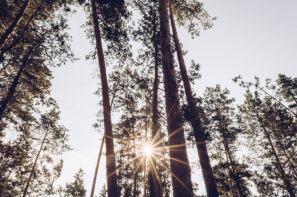 defocused and blurred image of sun rays shining through pine trees in the morning - Fotografie, Obrázek