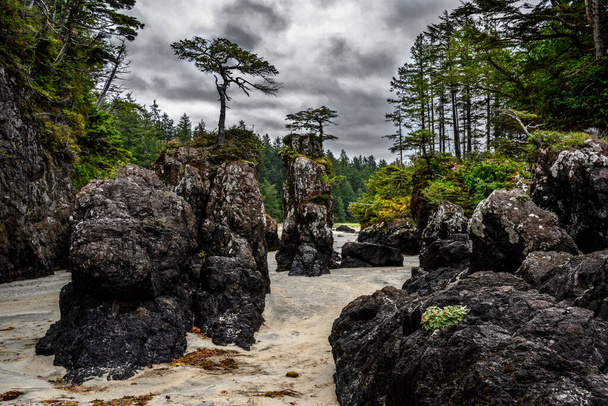 The rocks surrounded by greenery in the Cape Scott Provincial Park in Vancouver, Canada - Foto, imagen