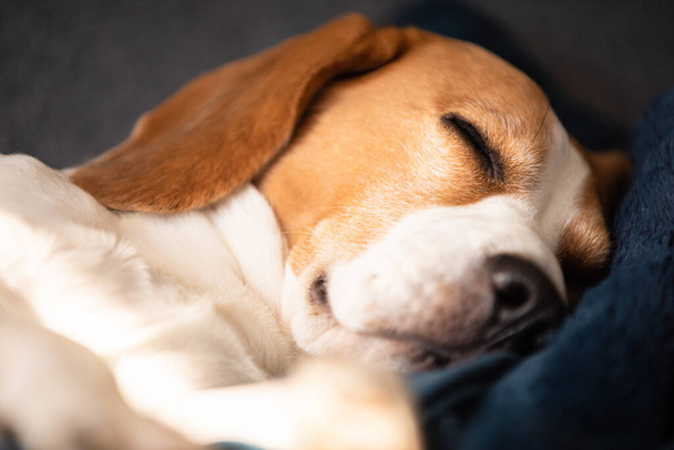 Beagle-Hund schläft müde auf einer Couch im Haus. Heller, sonniger Innenraum. C9-Thema. - Foto, Bild