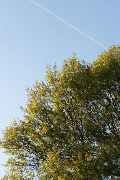 Высокое дерево с зелеными листьями под голубым небом - Фото, изображение