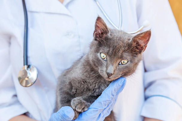 Ветеринар со стетоскопом держит и осматривает серого котенка. Крупным планом молодую кошку проверяют ветеринарные врачи. Концепция ухода за животными. - Фото, изображение