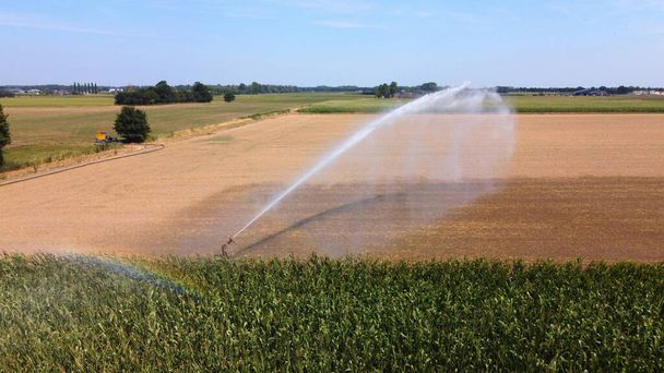 Ein Sprinkler bewässert Mais an einem heißen, trockenen Tag im Sommer auf dem Land in den Niederlanden - Foto, Bild