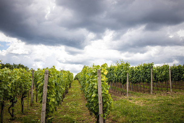  vineyard with white wine with dramatic sky - Photo, image