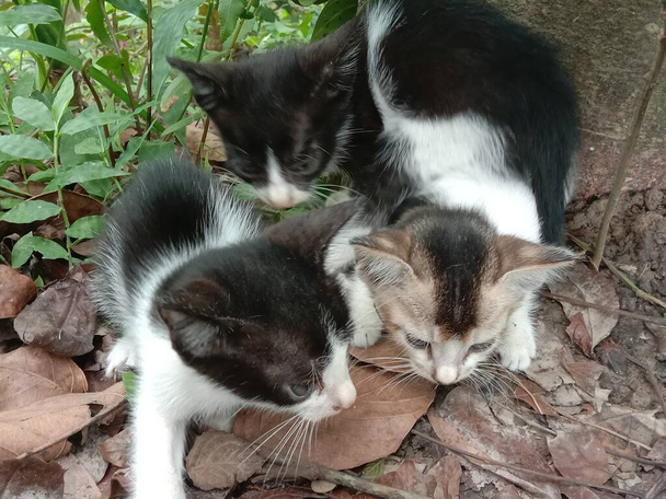 森の中の黒と白の可愛い猫 - 写真・画像