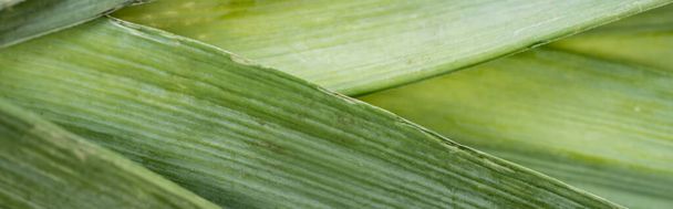 close up view of fresh green leek, panoramic shot - Foto, afbeelding