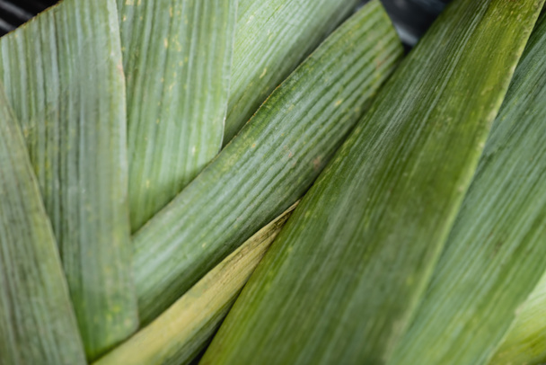 close up view of fresh green leek - Fotografie, Obrázek