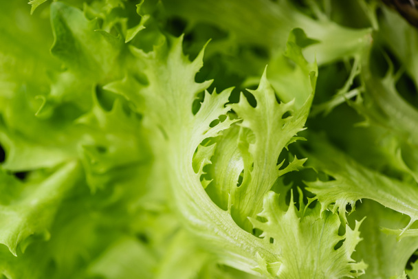 close up view of fresh green salad leaves - Photo, Image