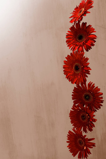 Κόκκινα λουλούδια μαργαρίτα ζέρμπερα σε σκούρο φόντο. κοντινό πλάνο με θέση για κείμενο. Ευχετήρια κάρτα έννοια με 8 Μαρτίου, ημέρα των γυναικών, χρόνια πολλά - Φωτογραφία, εικόνα